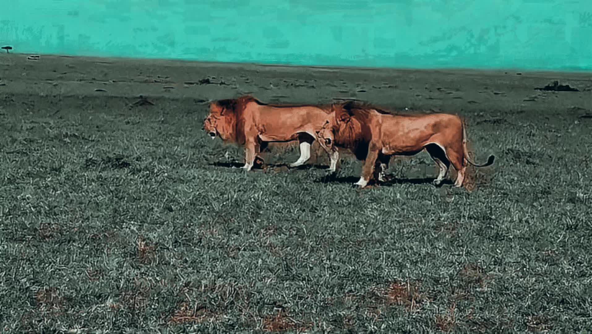 @lion_world5
