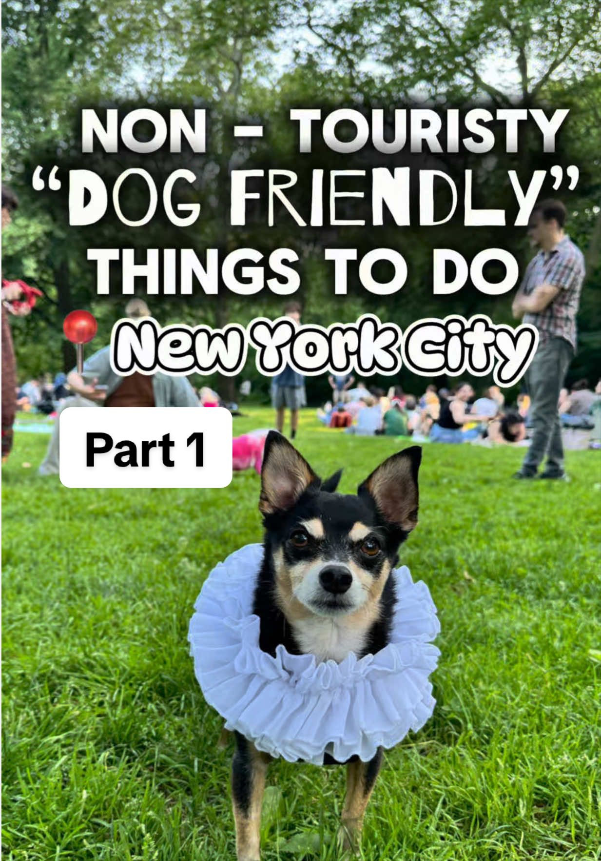 @nycdogadventures