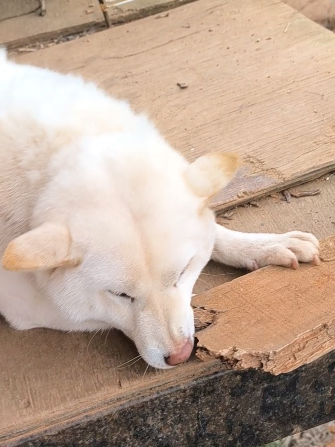 @Demona's Hellhounds Kennel