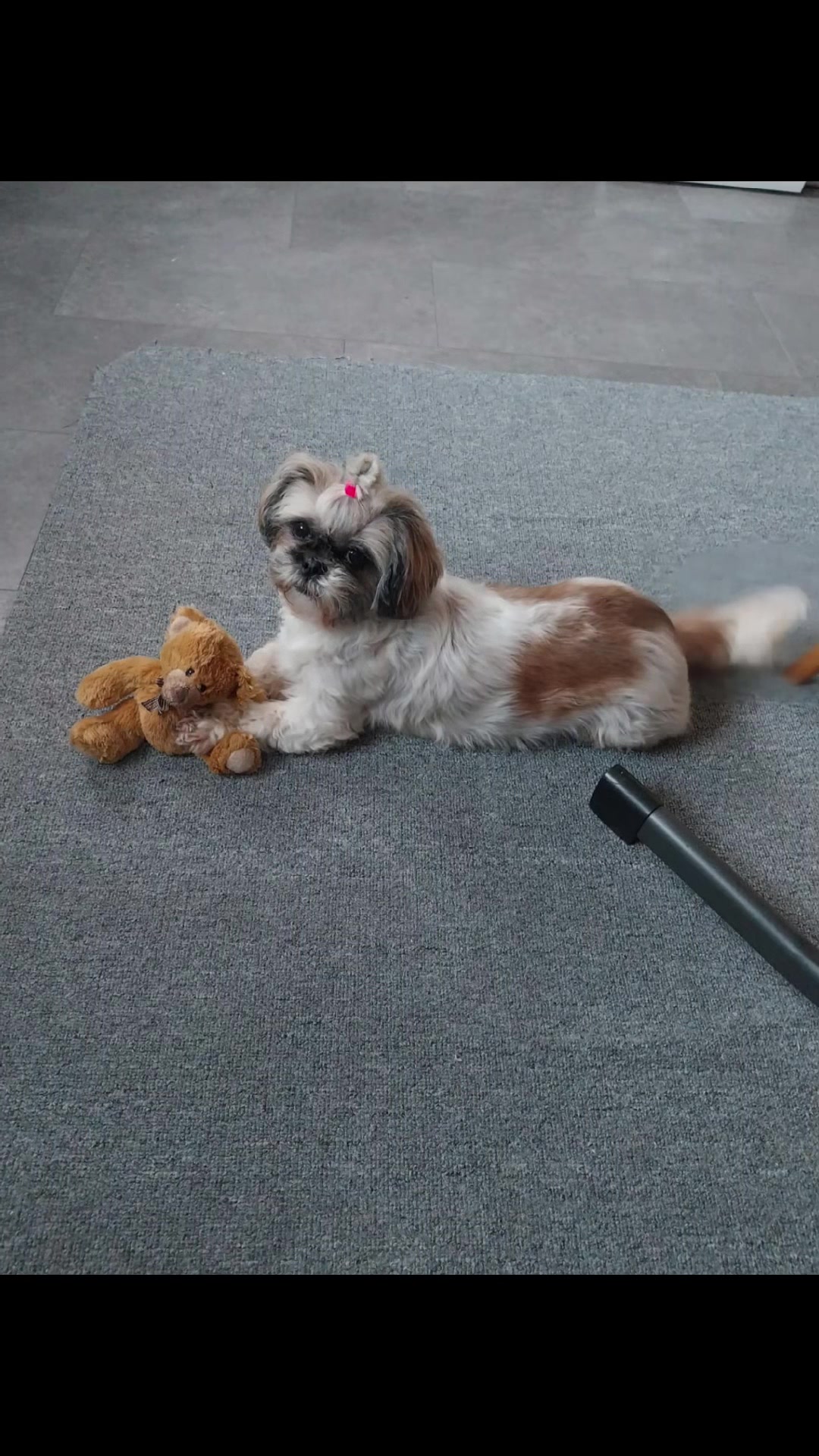 @Bella🐶💕