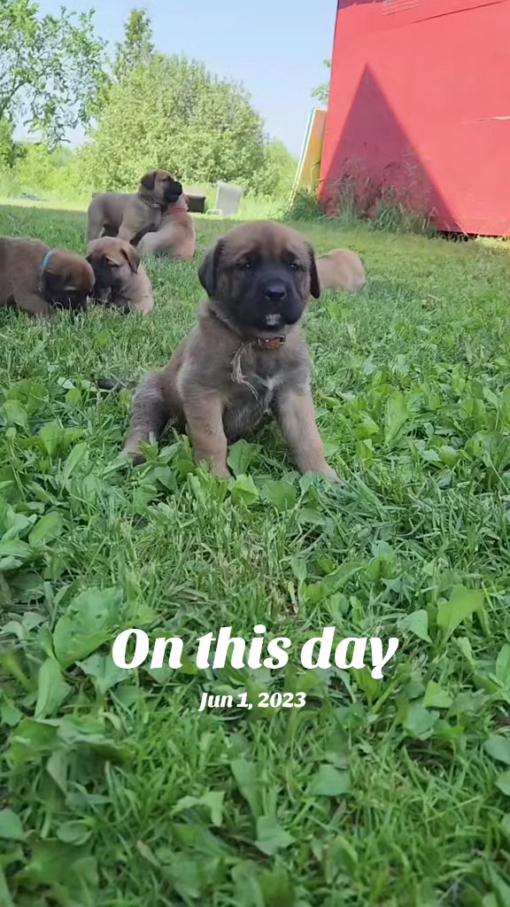 @Maple Mastiffs