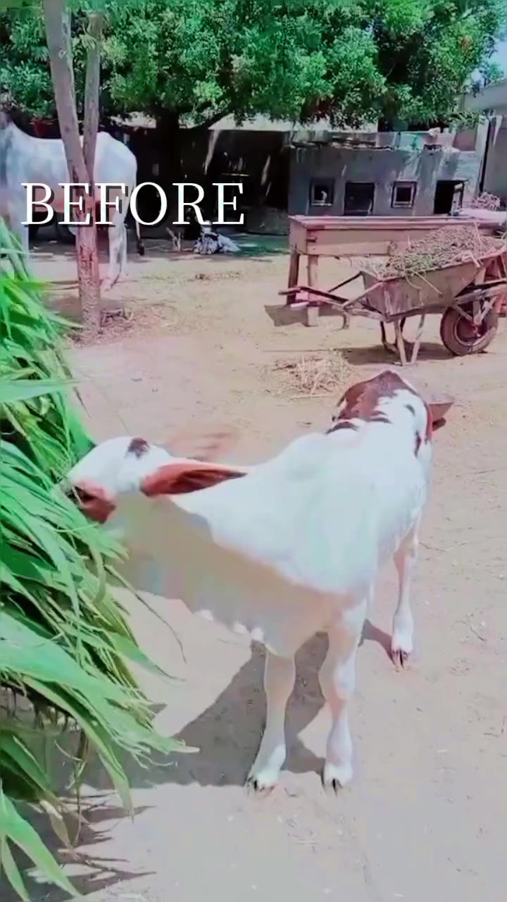 @عبدﷲ ٹھیکیدار
