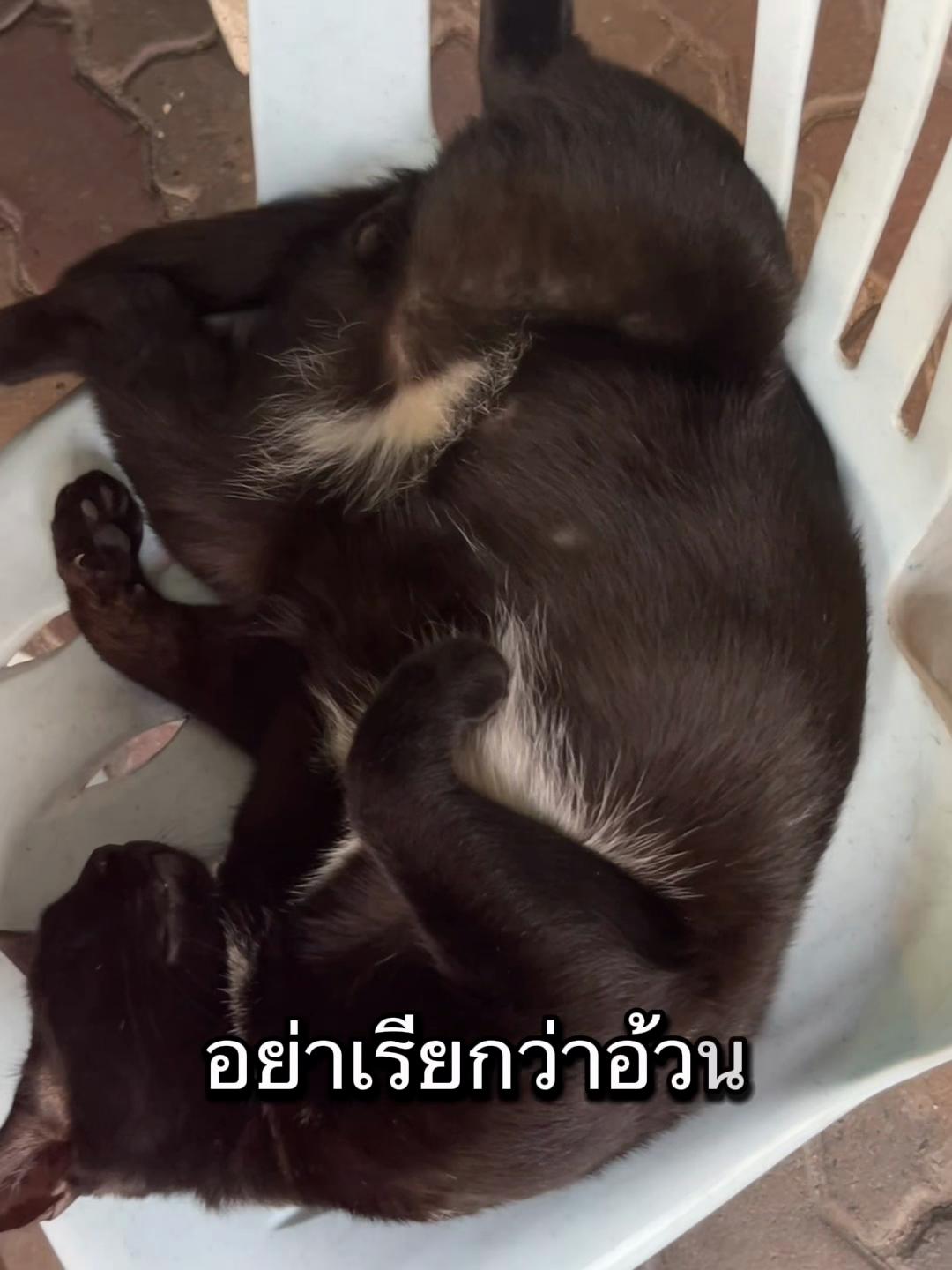 @DIYอุปกรณ์สัตว์เลี้ยง