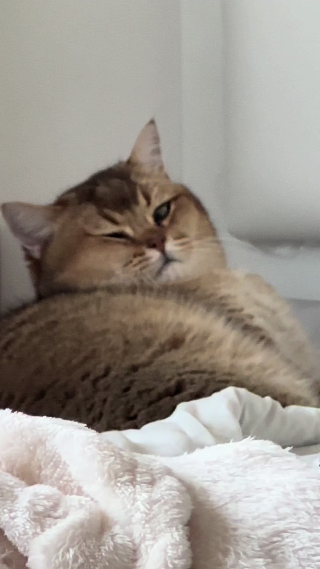 @3 Cats 1 Braincell