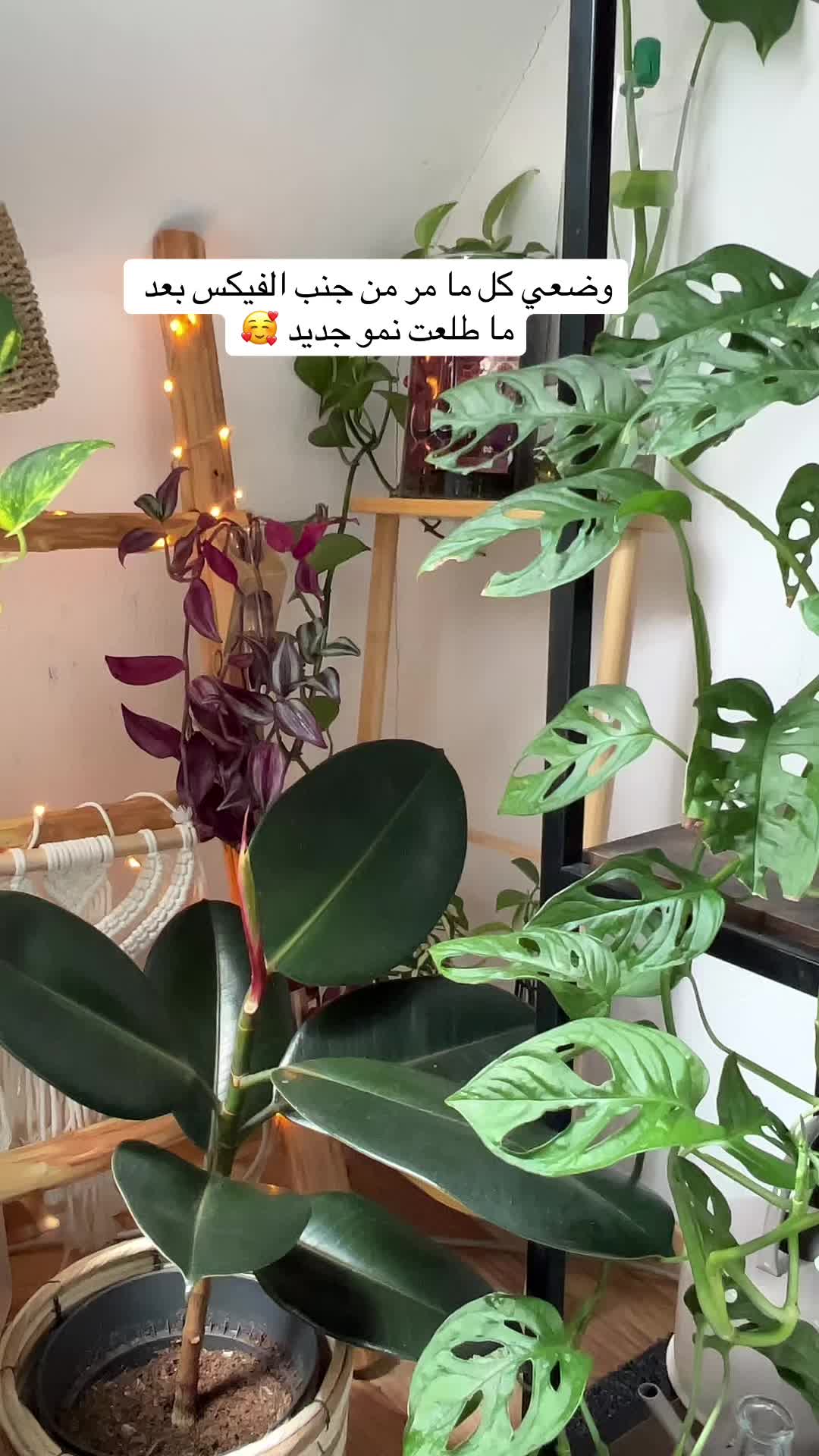 @|١٤١٤ه الَبتُــــــــــولْ
