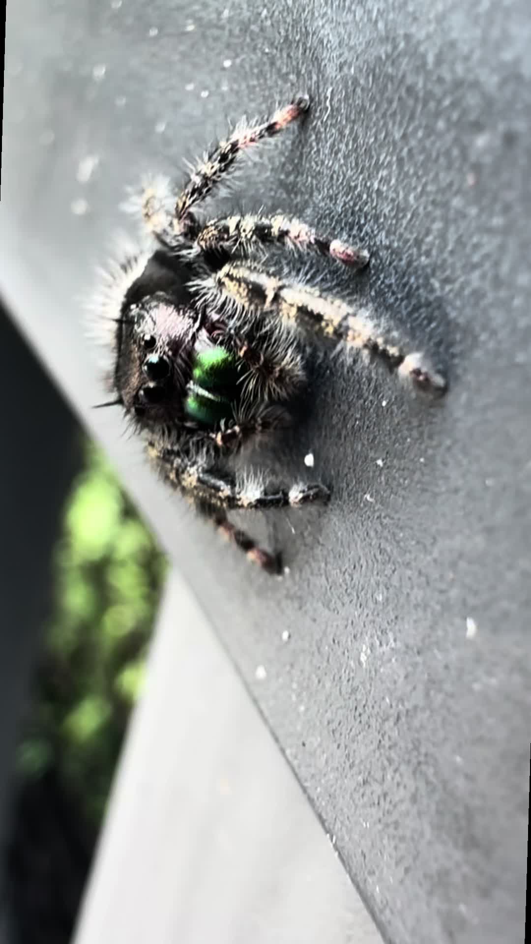 @arachnids
