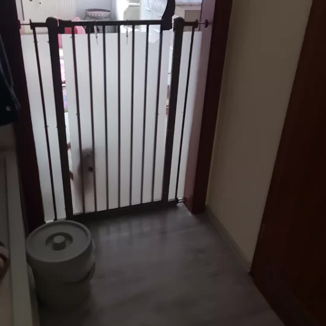 @LanaCats