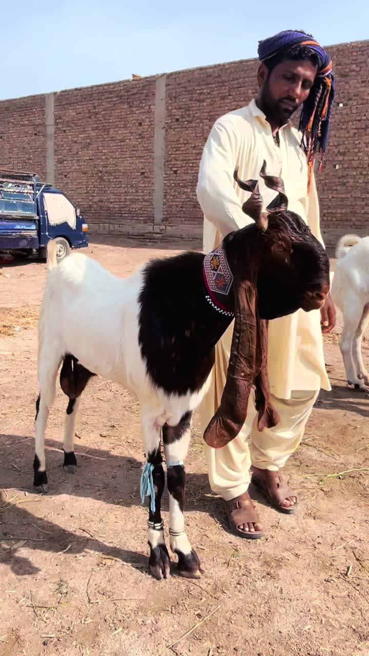 @Shah Goat Farm