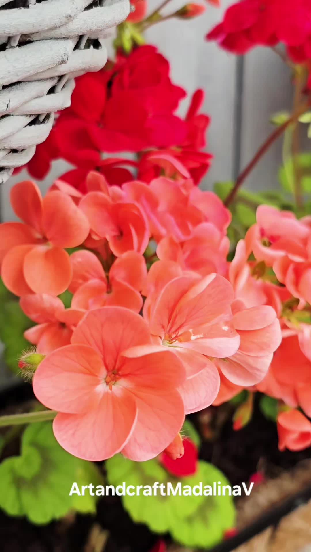 @MadalinaV