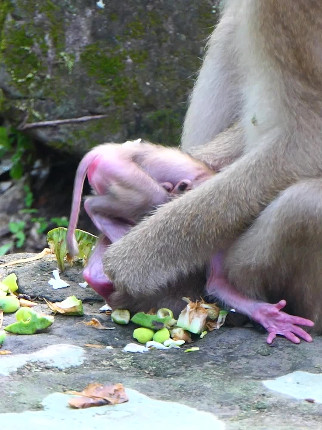 @Monkey Discovery