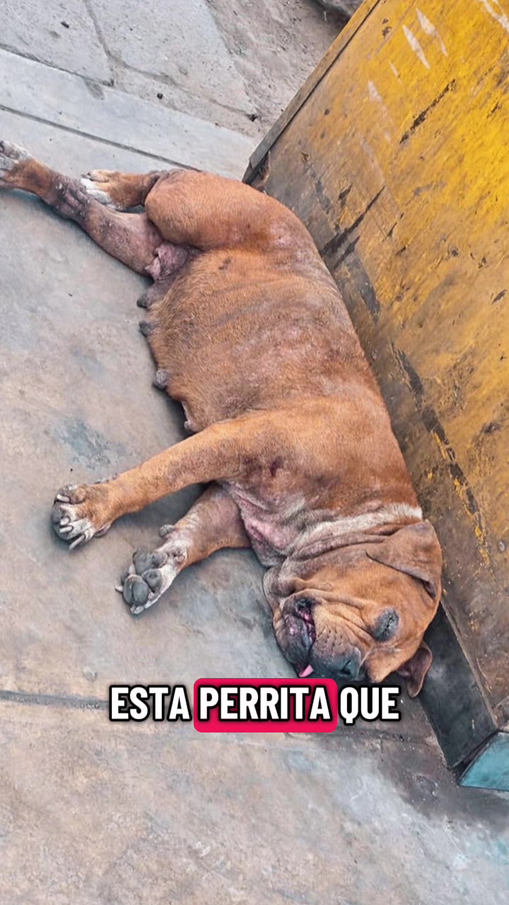 @Sadiytolo 🐶❤️