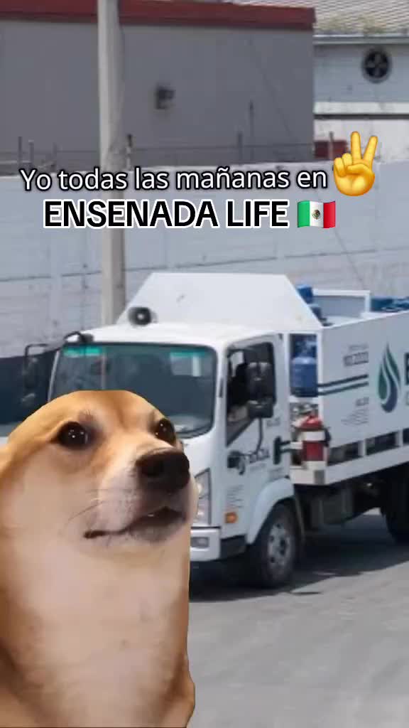@EL Gallo Salcedo🇲🇽