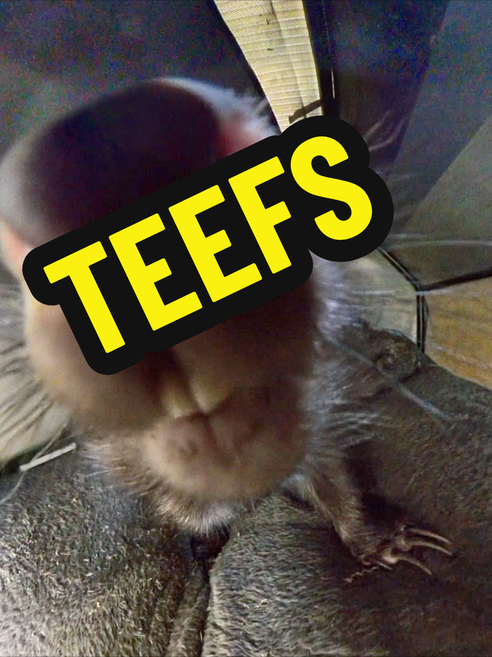 @Tanya 🐨🦘