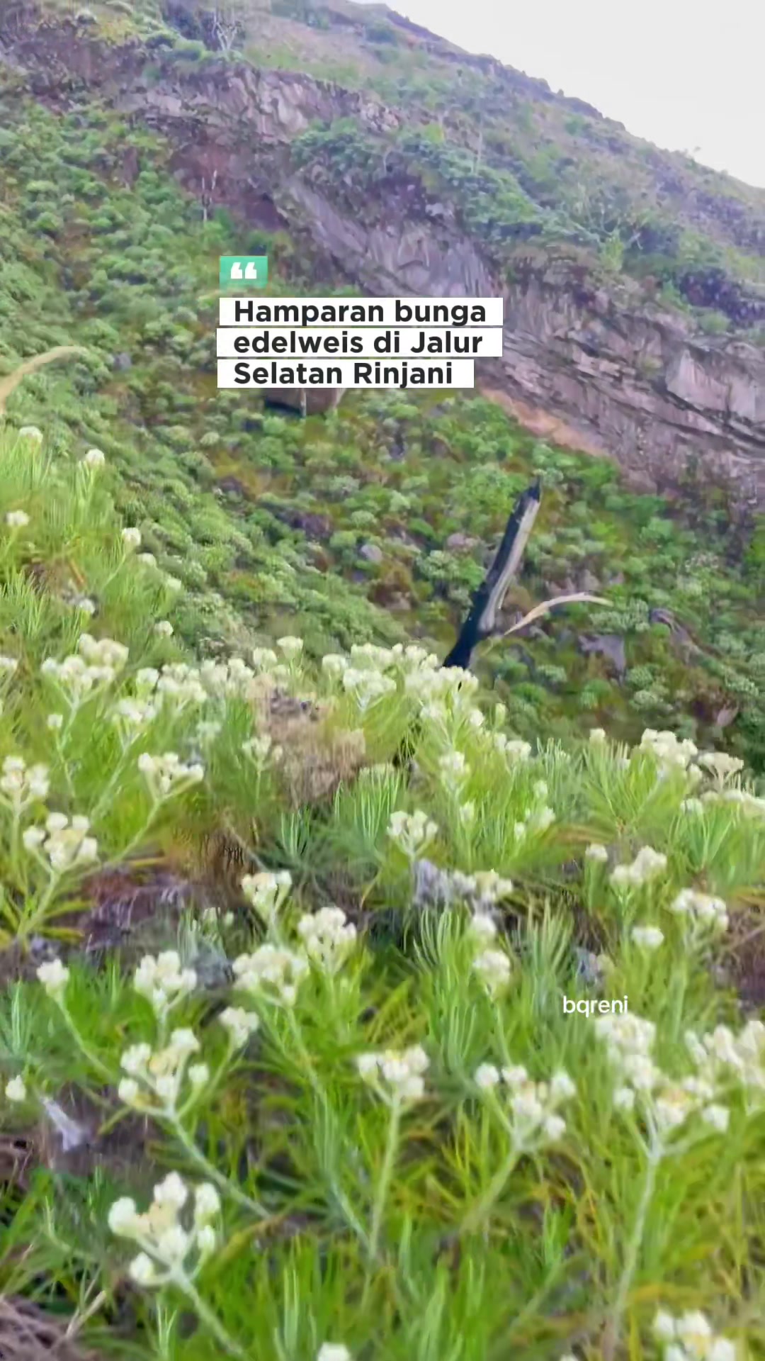 @BAIQ RENI