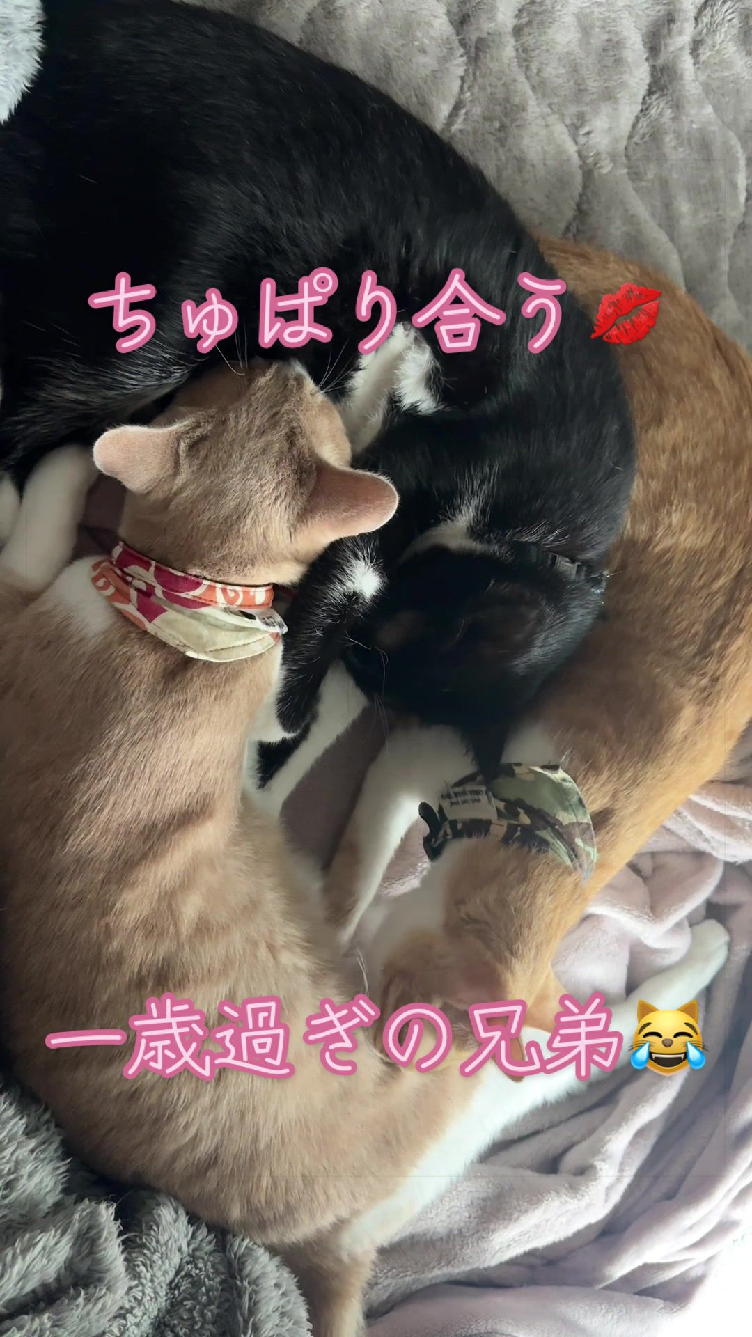 @はっぴー野郎☺︎