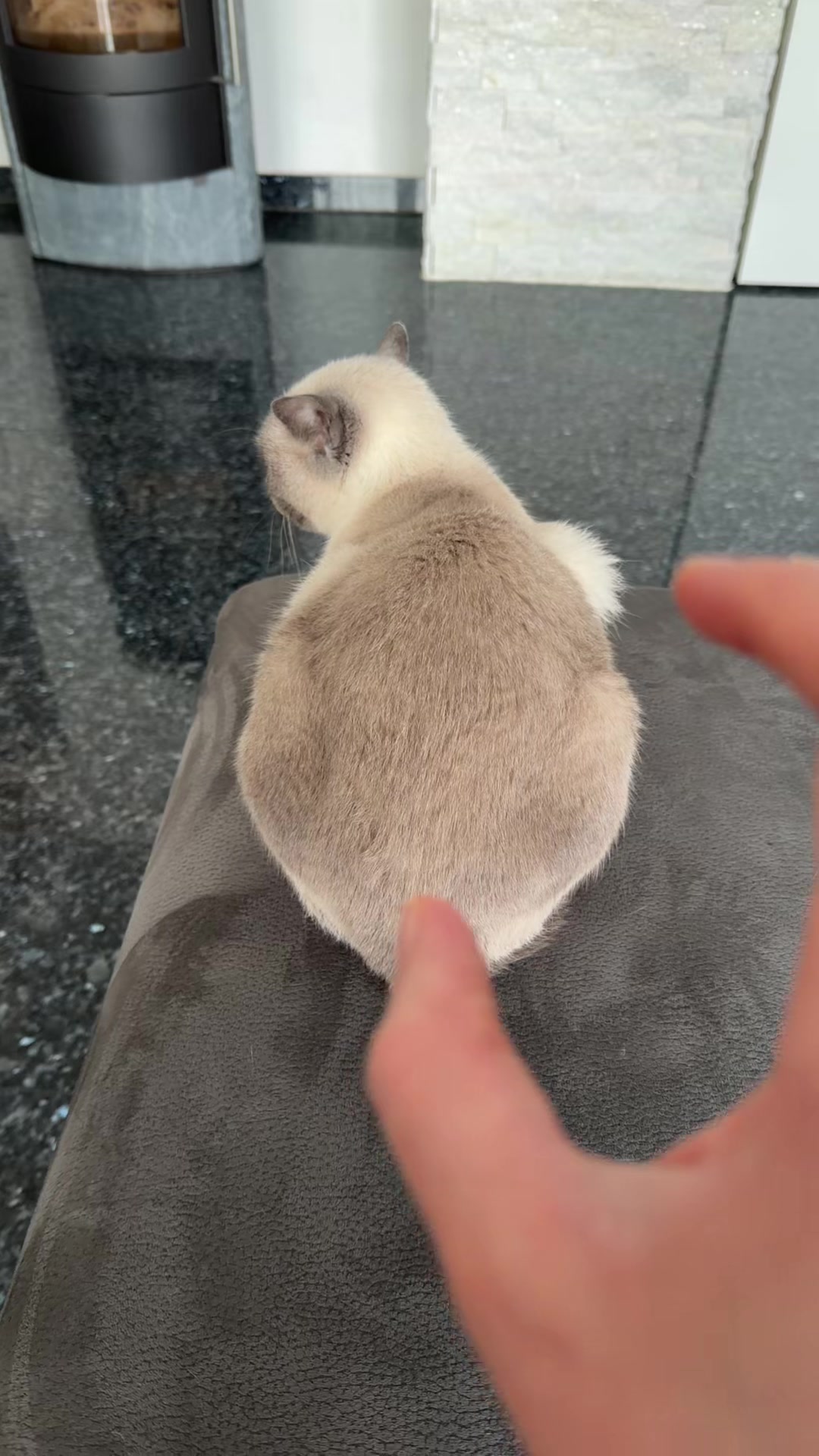 @TugbasCats