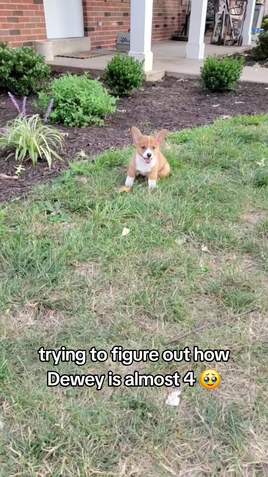 @Chelsea | Corgi Mom 🐾