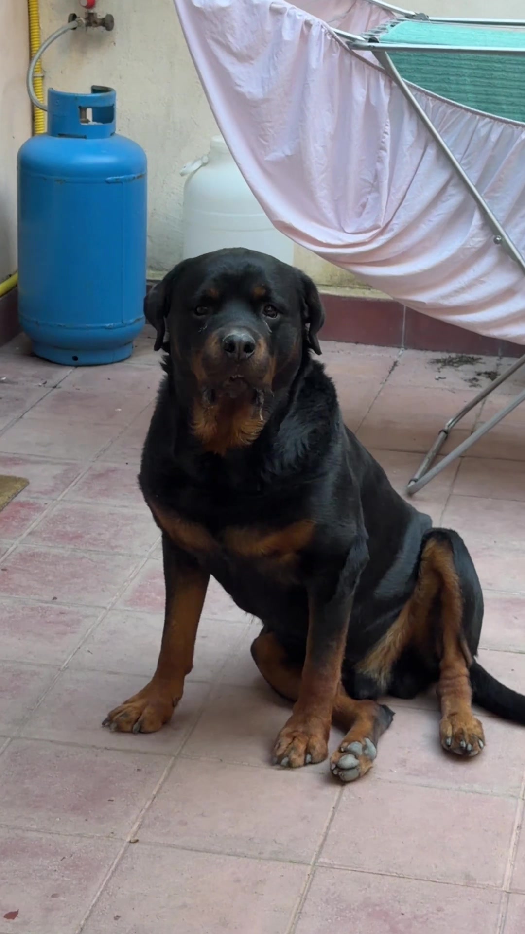 @Tutti pazzi per Ciro il rott