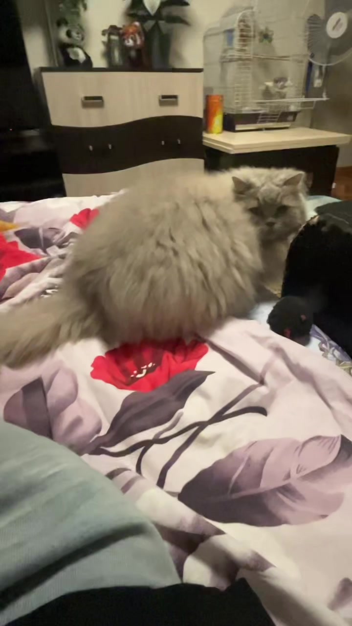 @🐈&zwj;⬛