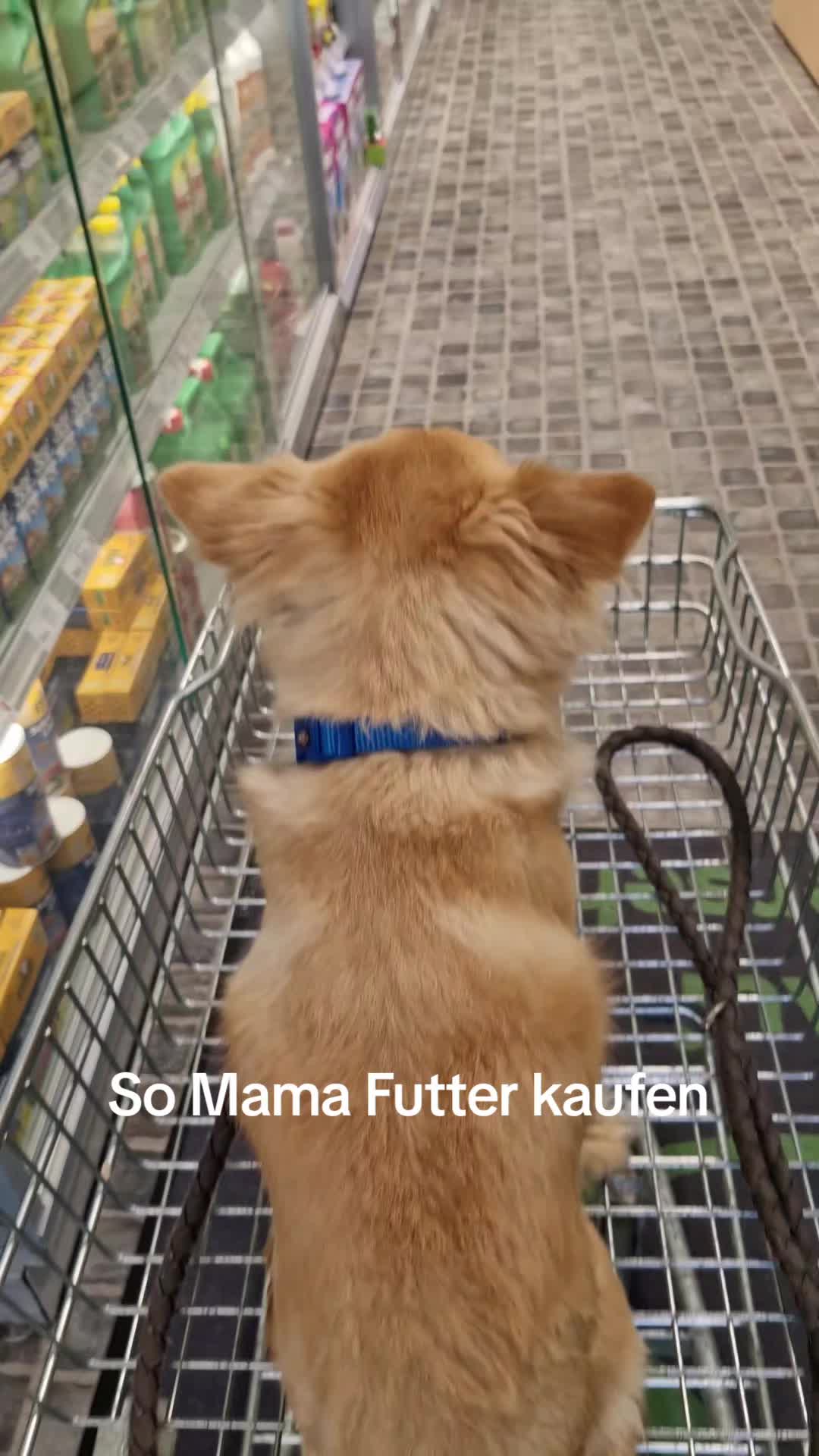 @Katinka, Peach 🐴 und Toffee🐶