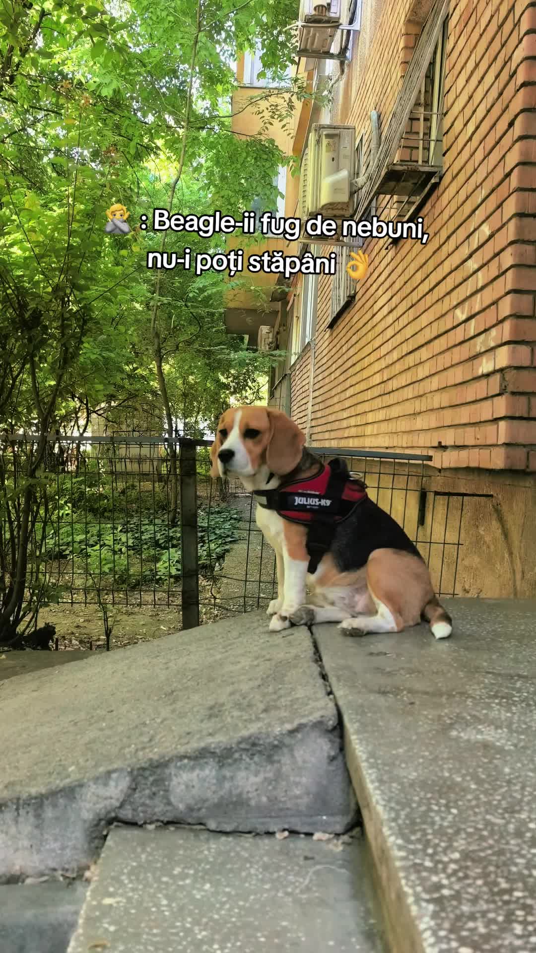 @Bogdănel 😎 & 🐶 Masha
