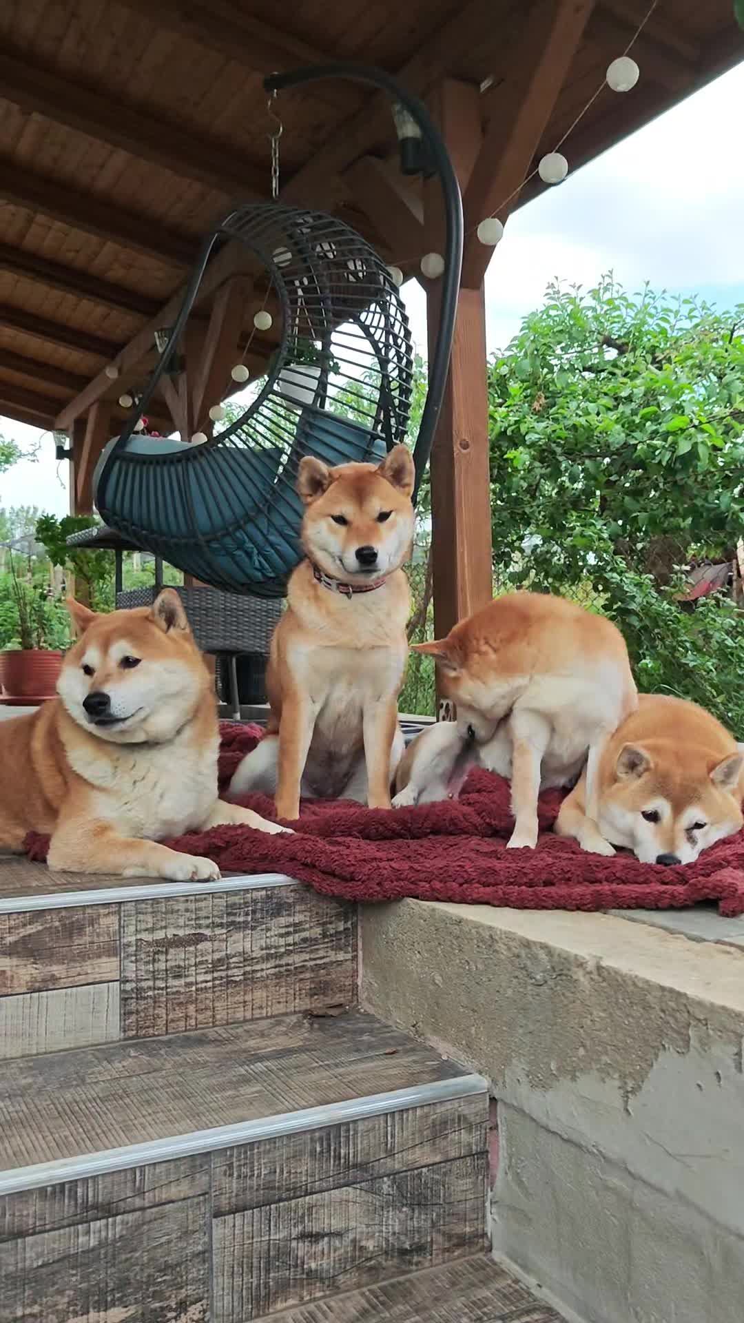 @Spirit of Asia Kennel