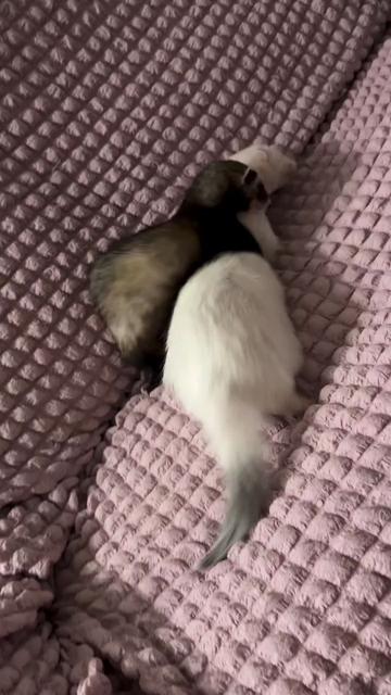 @Little star ferrets