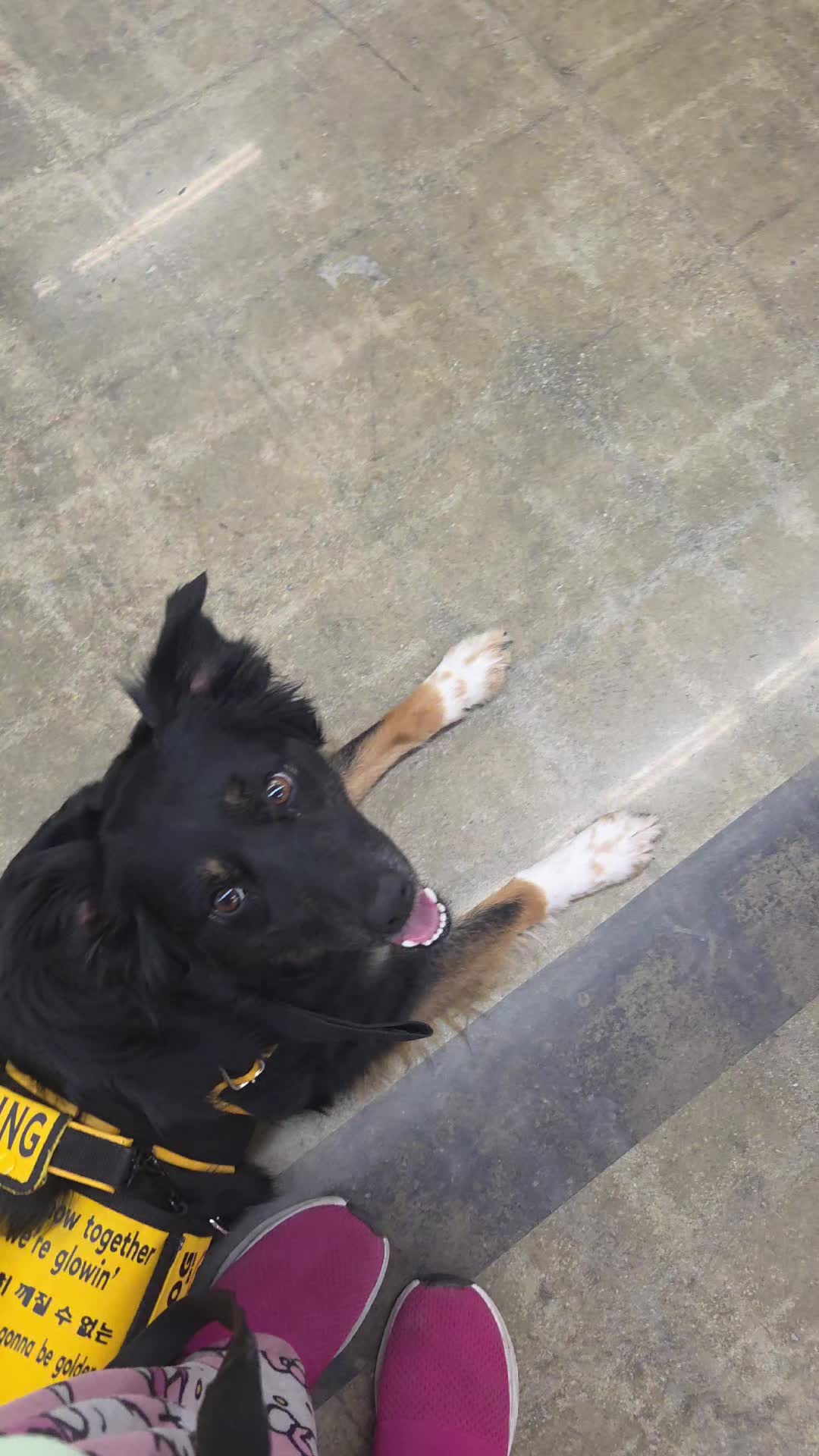 @Nala the Service aussie