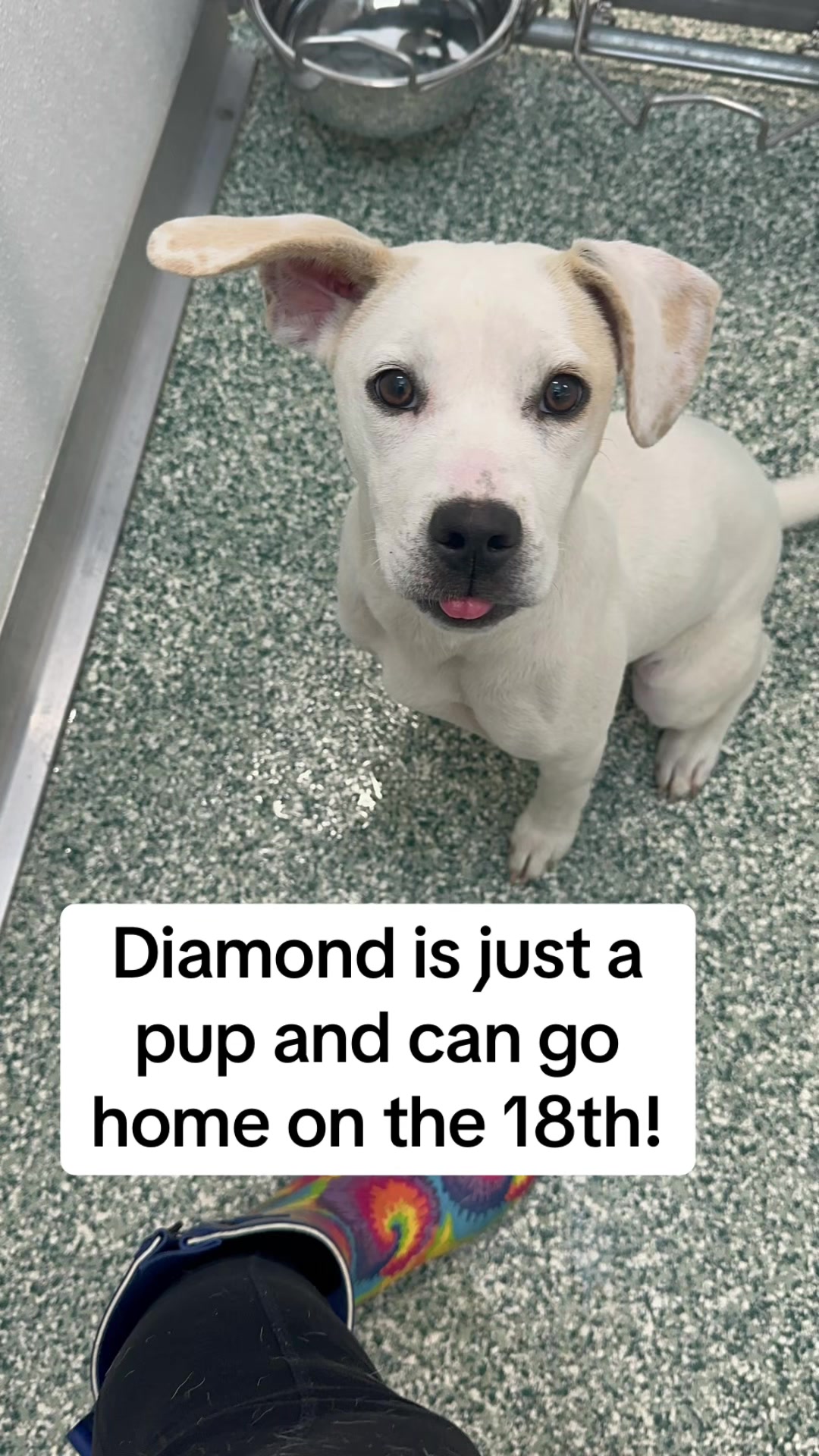 @Crazy Dog Lady