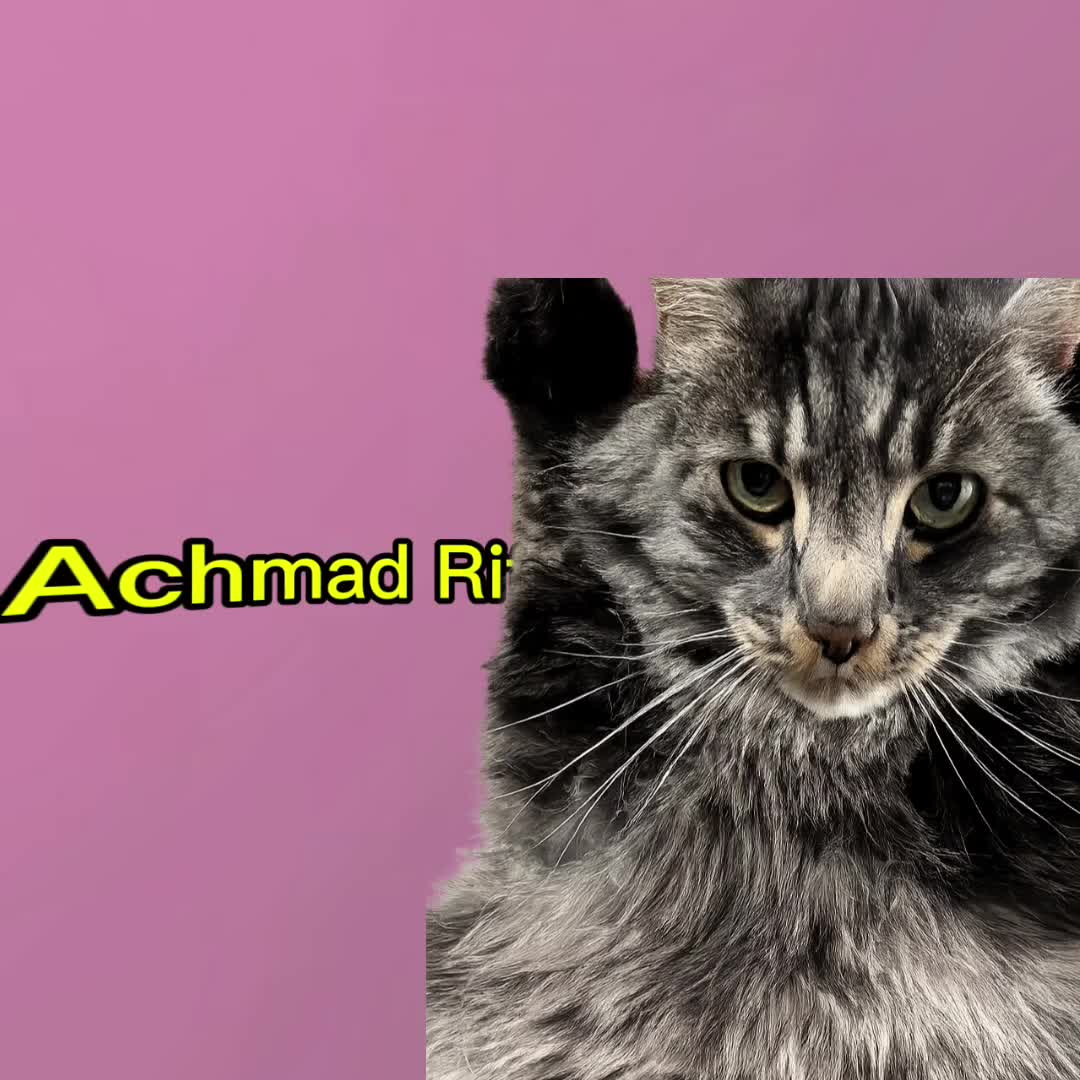 @kitty