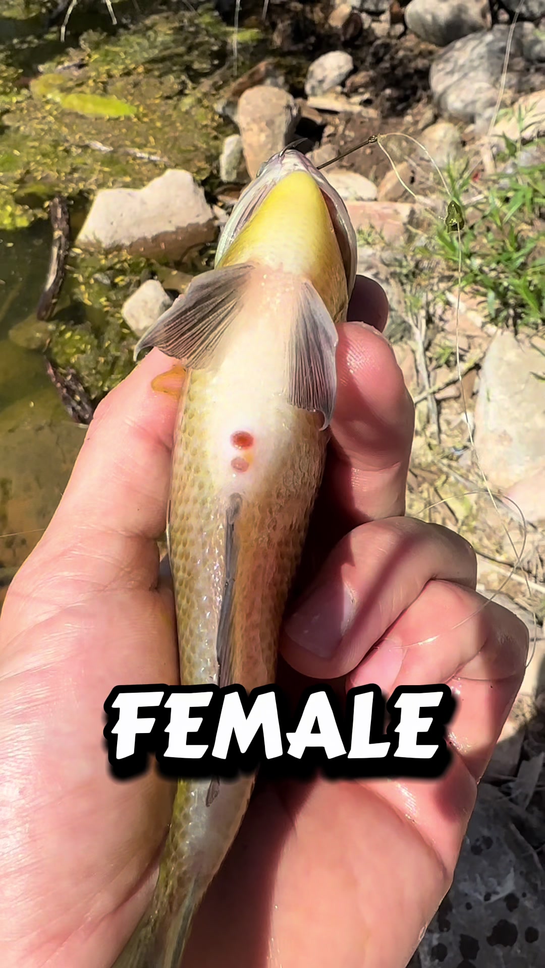 @FullmersFish