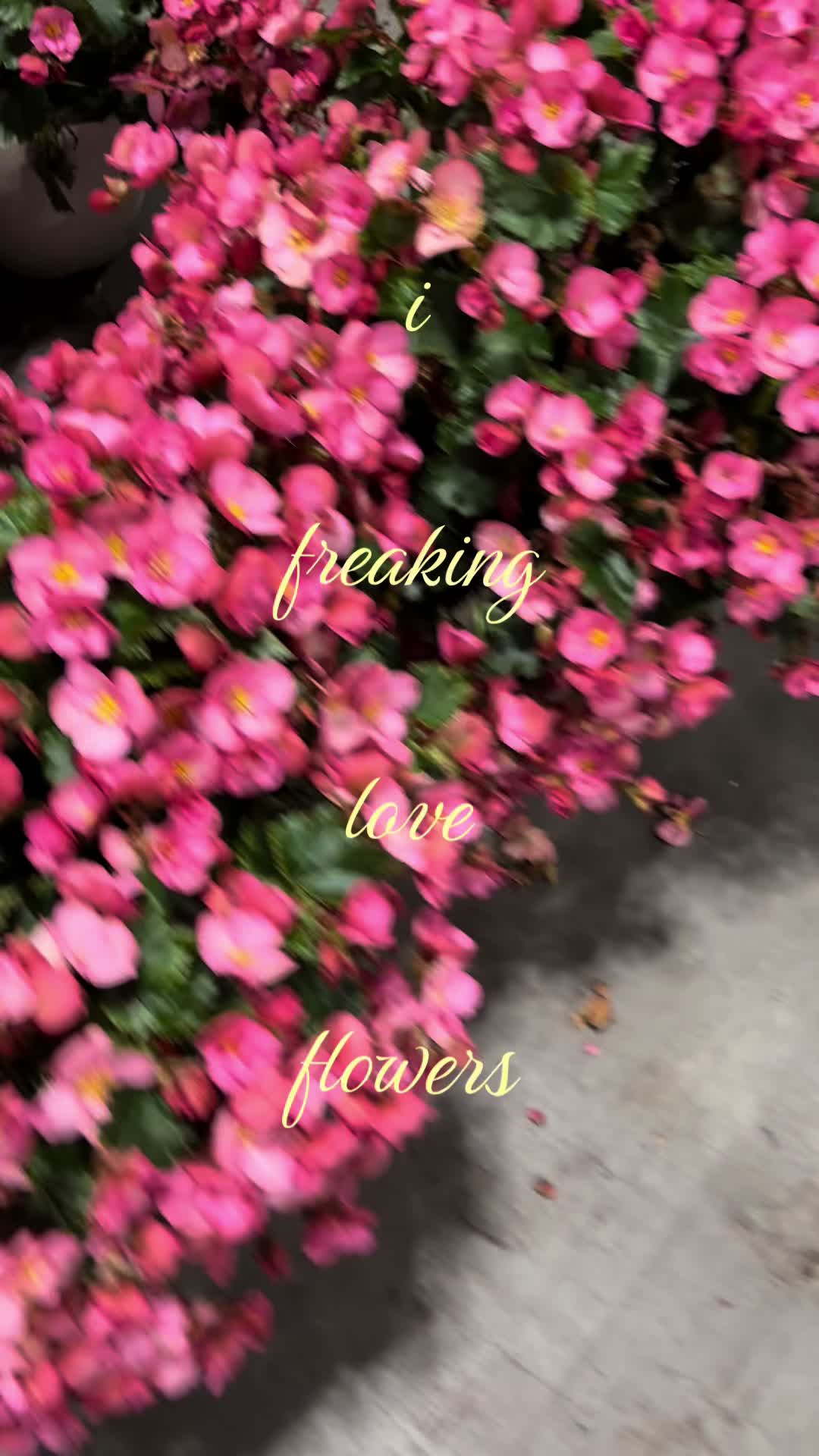 @cakemonster.ily ᥫ᭡.