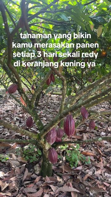 @agro lestari jaya 2