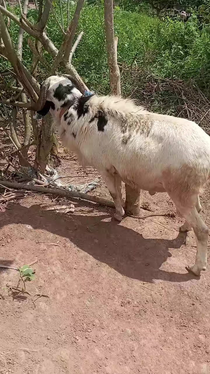 @Sangar&eacute; Moussa