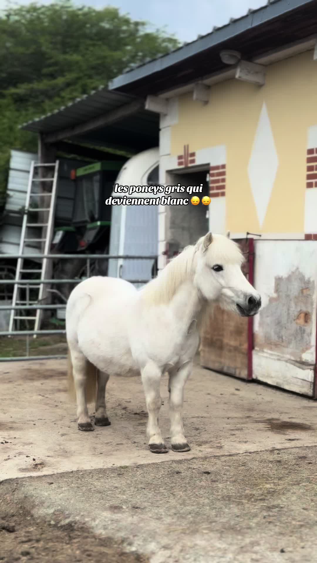 @benjyylepetitponey