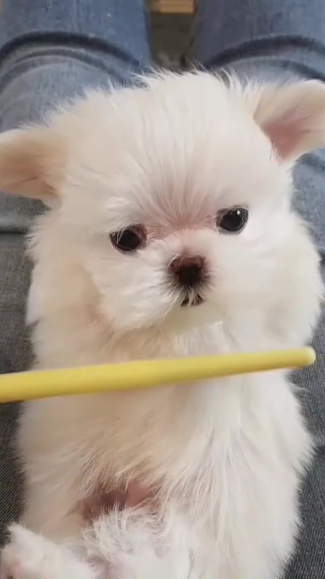 @Teacup puppies