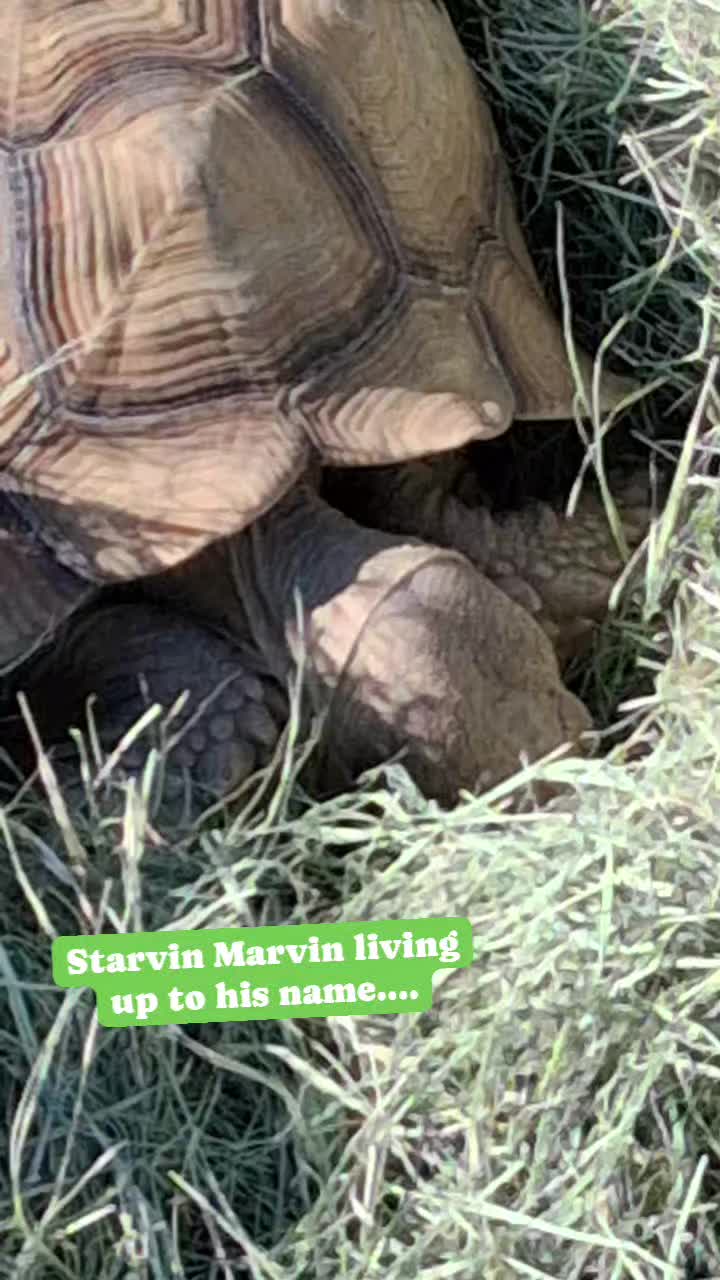 @TinyHoovesRescueAndPettingZoo