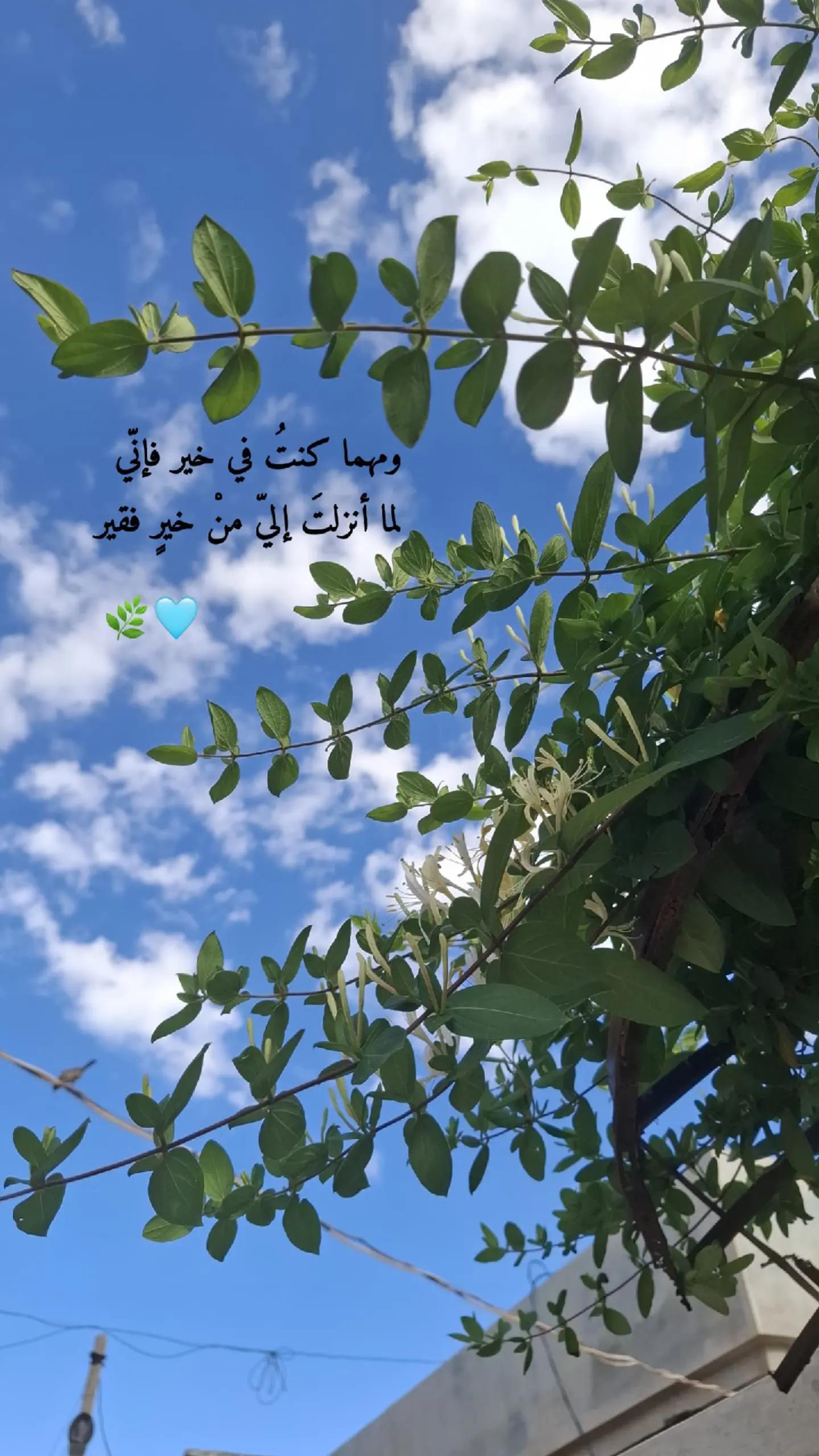 @أم علي