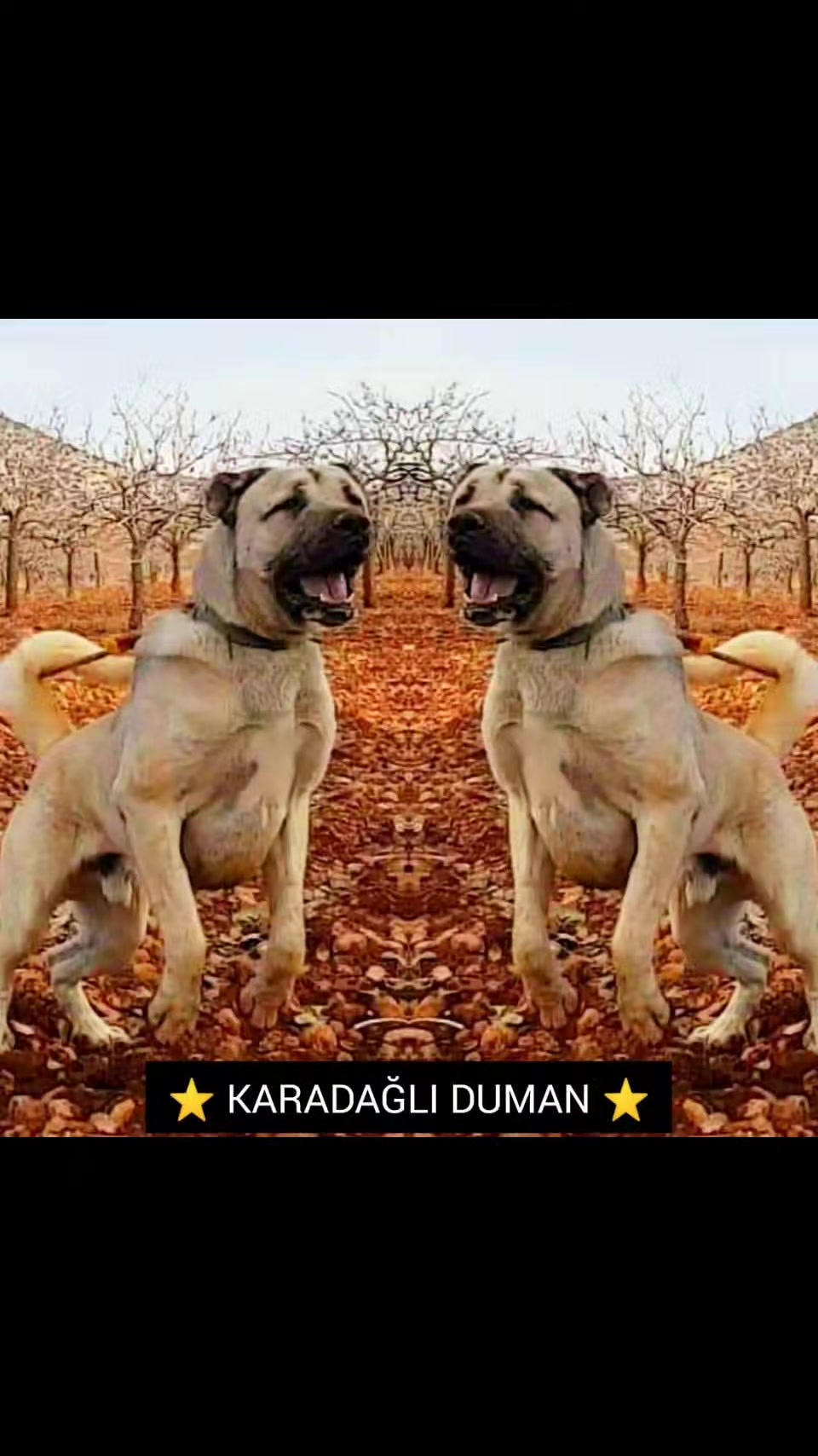 @Erkan &ccedil;iftci