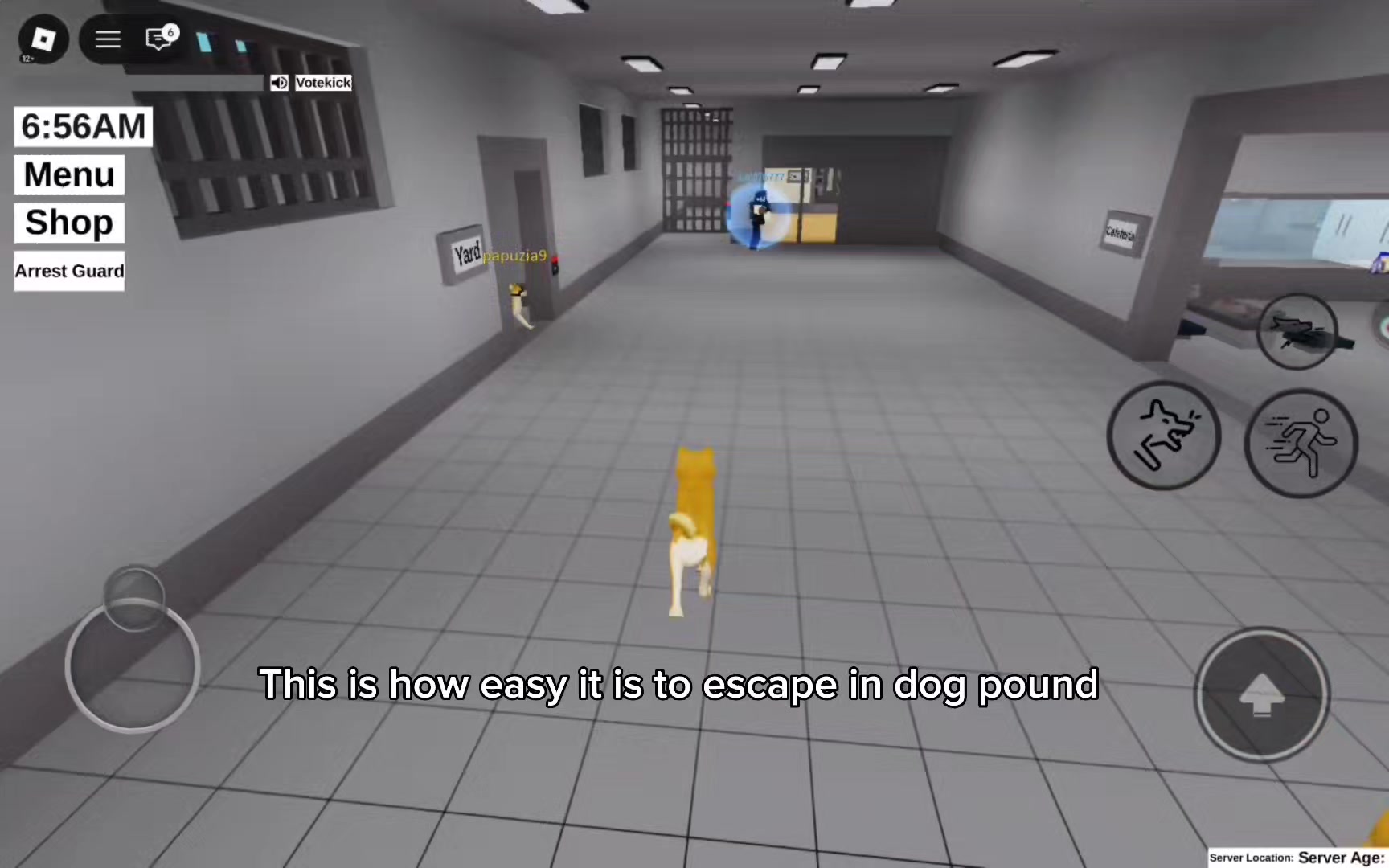 @animalympics