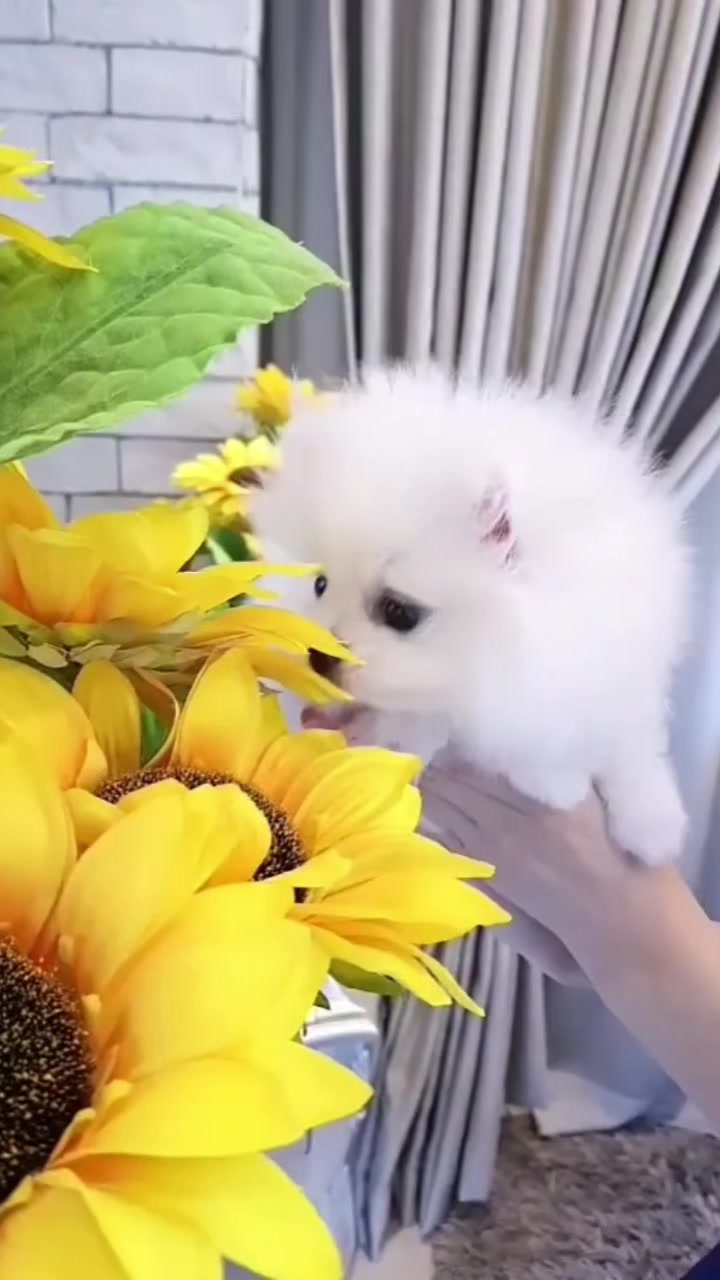 @Teacup puppies
