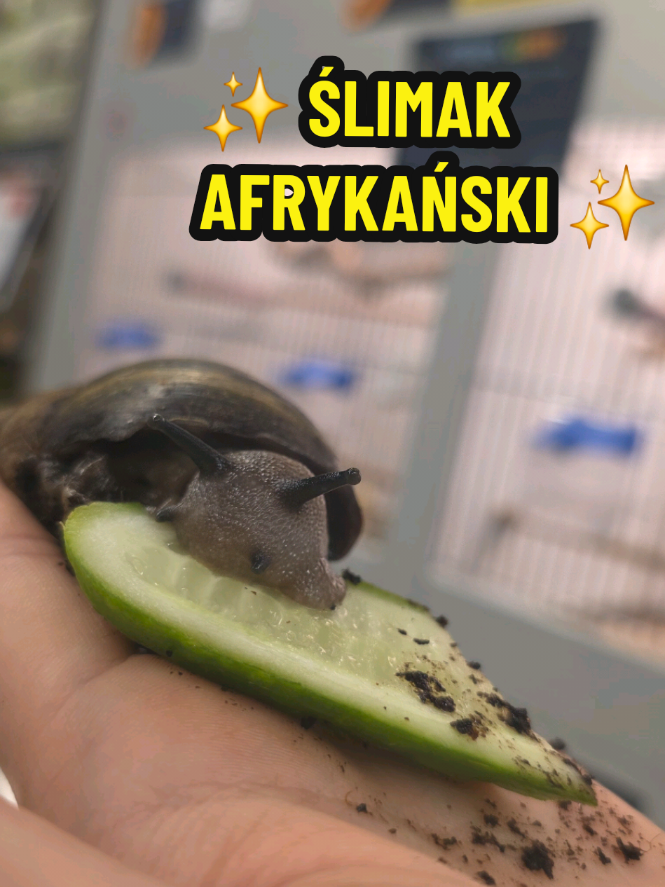 @Family Pets & Zoo TCZEW