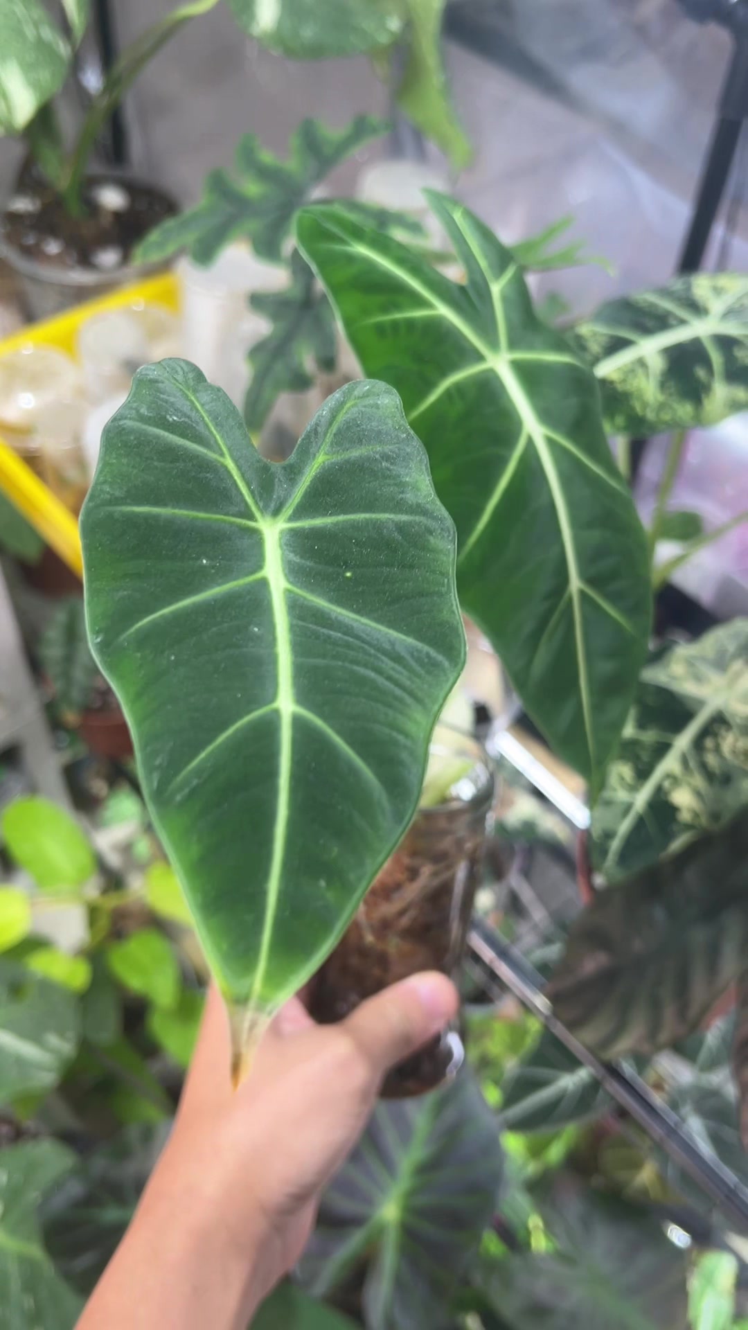 @cultivandoando