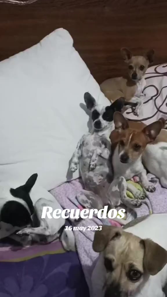 @luiselpollo95