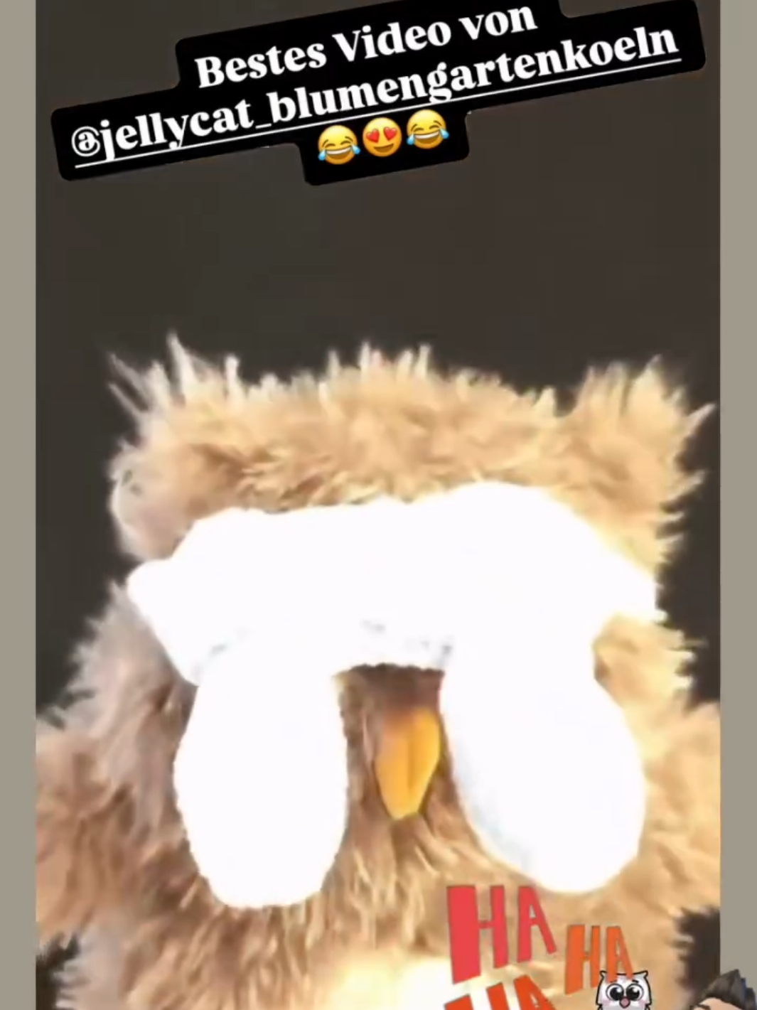 @JellycatDennisBlumengartenK&ouml;ln