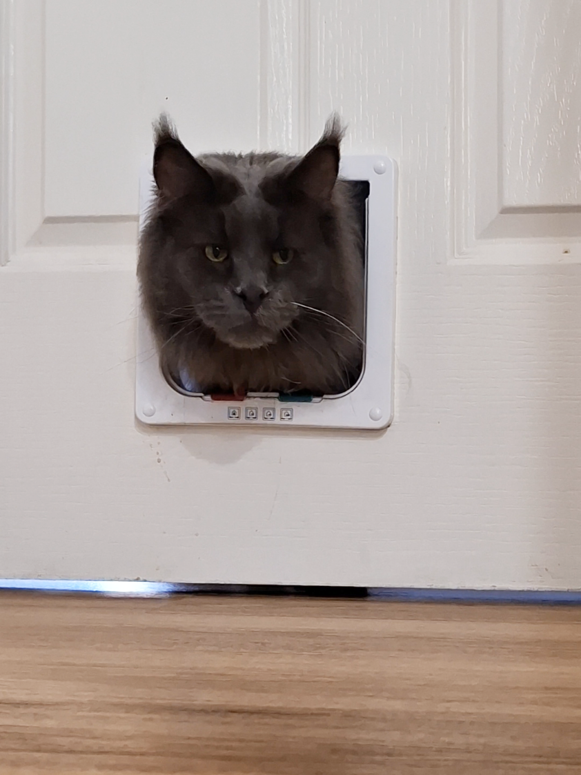 @Ragnar the Maine Coon 🐈