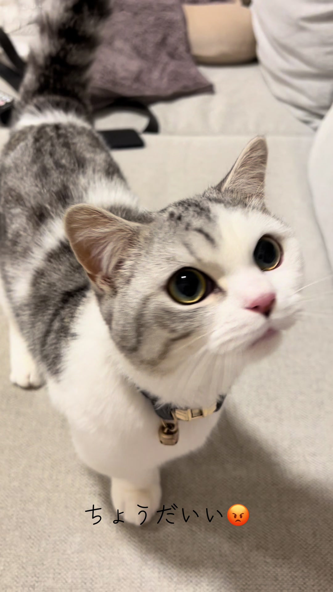@短足マンチのえる♂