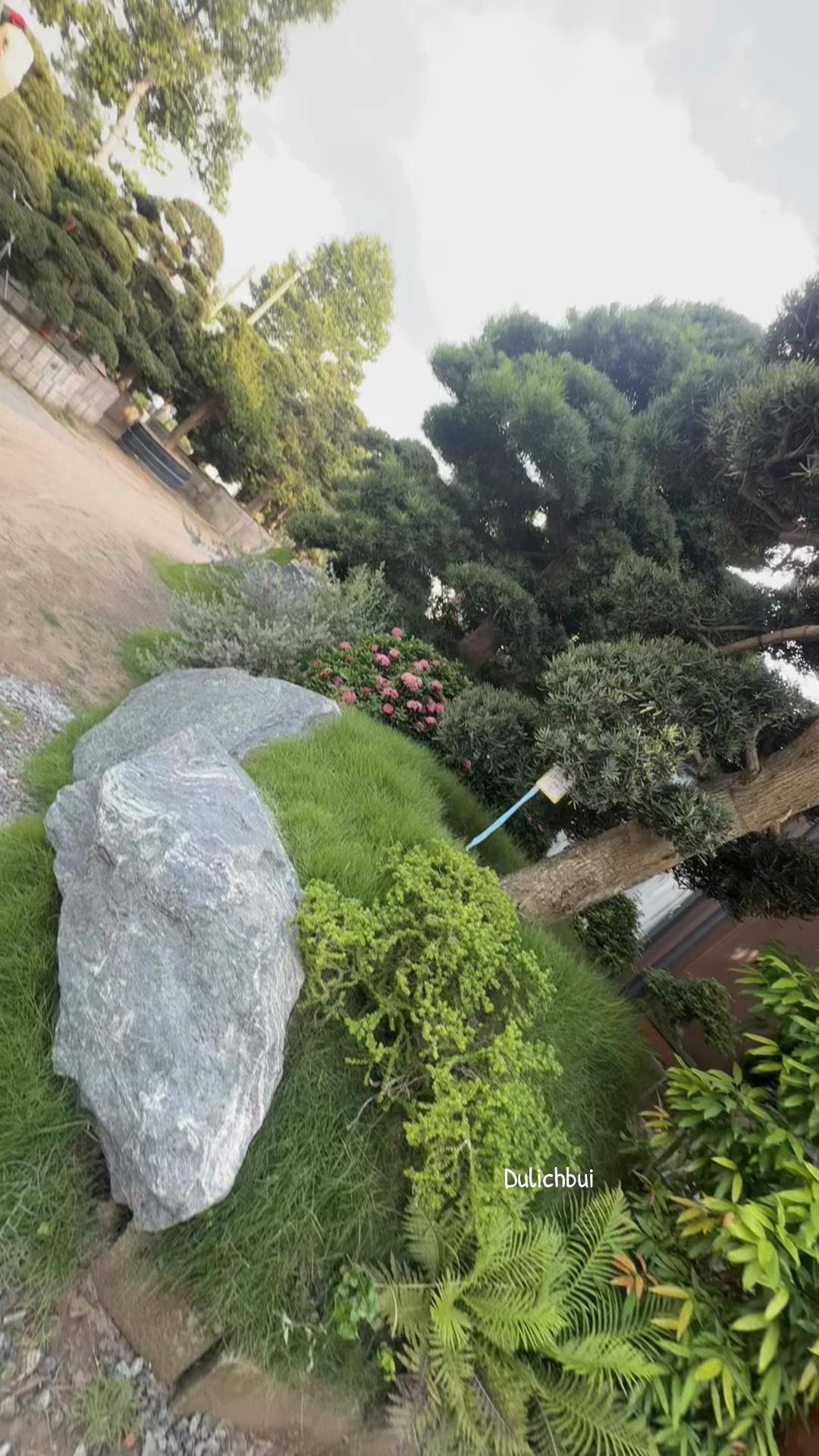 @Bụi Ở Tr&ecirc;n N&uacute;i