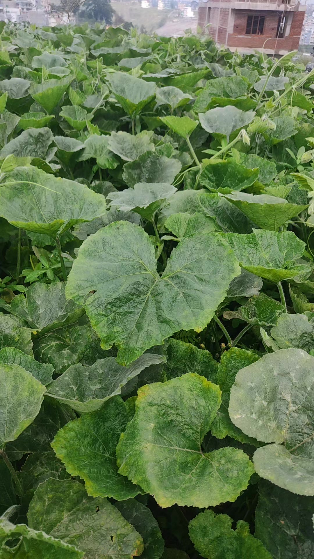 @जयराम अधिकारी निश्चल