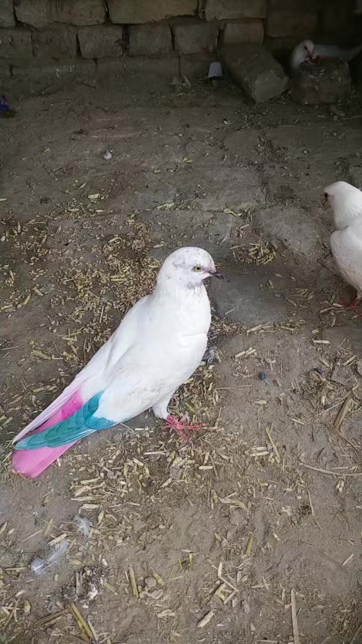 @user3510406709492